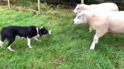 The herder dog!