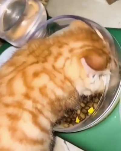 Hey human! Don&acute;t you dare touching my food!