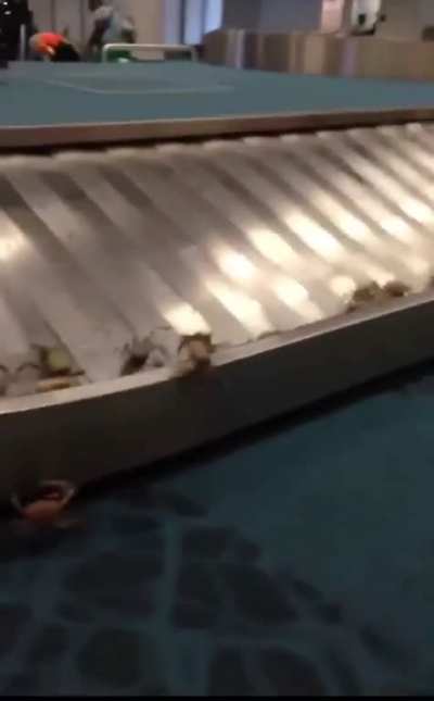 To transport crabs