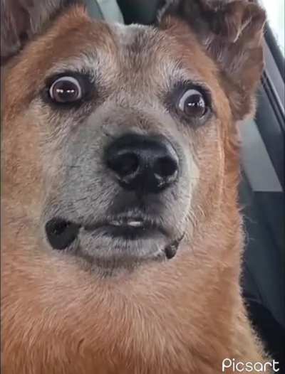 What da dog doin