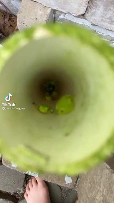 The frog tunnel