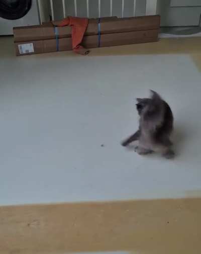AnimalsBeingDerps