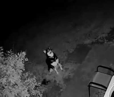 k&ouml;pek fırtınayı izliyor