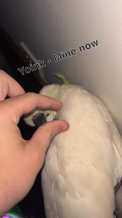 Gotta keep them feathers nice and clean :)