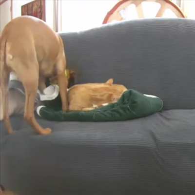 Stolen dog blanket