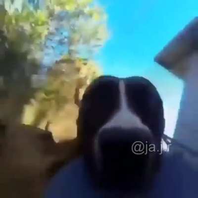 Perro