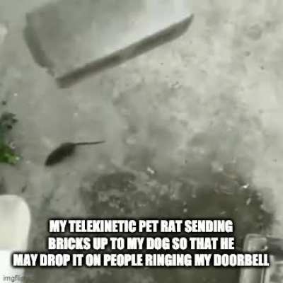 I love my pets