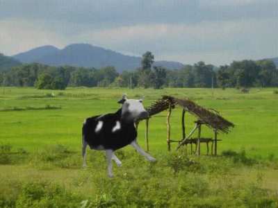 Marathi Cow