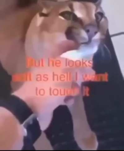 i want to touch it