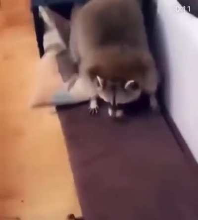 Freedom Trashpanda