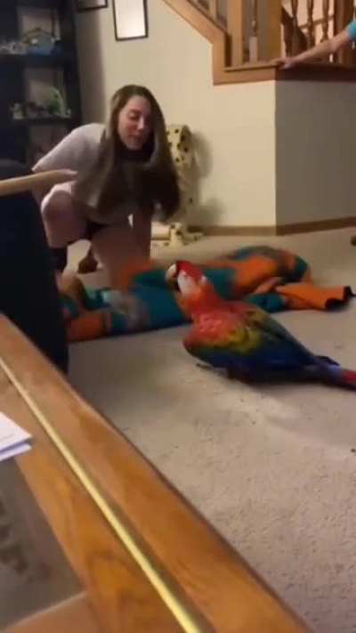 forever traumatized