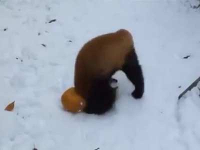 touch tha orange