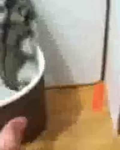 hamster didn&rsquo;t passed the social credit score test