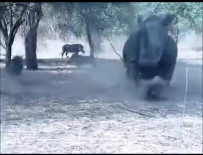 Blursed_Pumba
