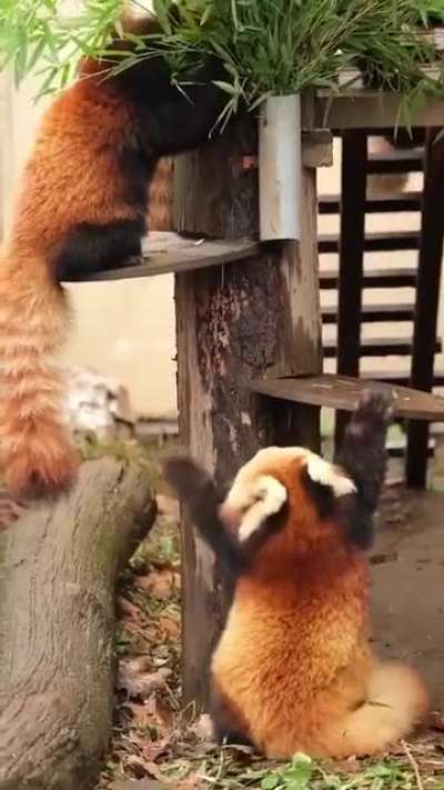 Cute baby wants to climb up but too small