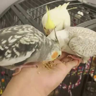 (beak full of seeb): "yea I like it here"