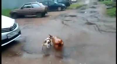 Arf arf. He's fine.