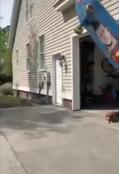 Tony hawk