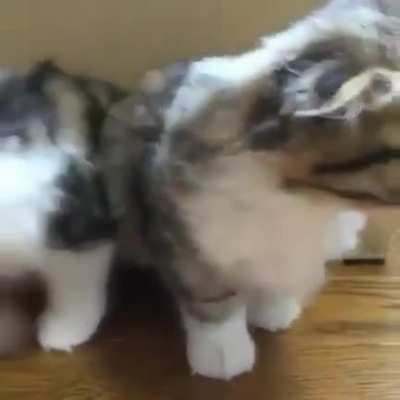 У вас коты протекают
