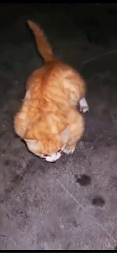 This absolute unit of a kitten. Anybody knows why?