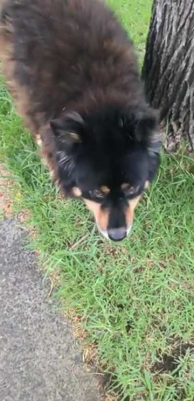 My encounter with a dog