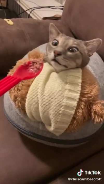 Oh, he smells it!