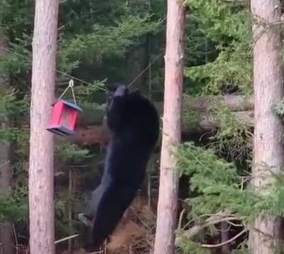 Are you more impressed by Ninja Bear...or the engineering behind the birdfeeder setup?
