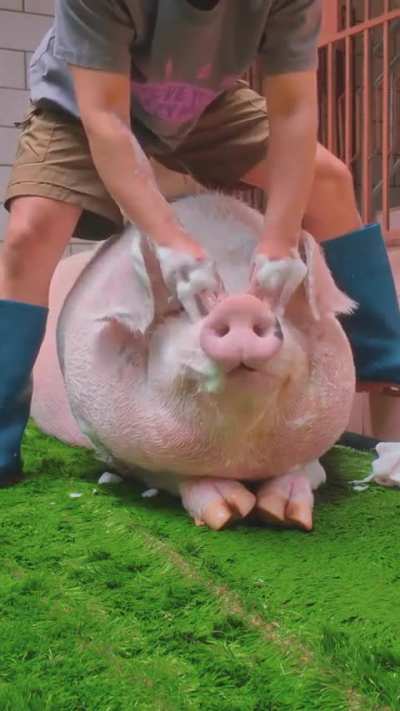 Lave o seu bacon