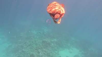 Red Sea Turtle eating jellyfish