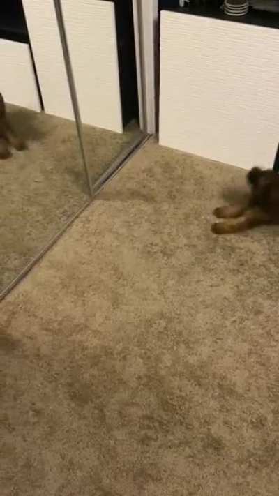 I&rsquo;ve lurked here for years, but I finally have a puppy &amp;amp; can contribute. He loves his reflection. 😍