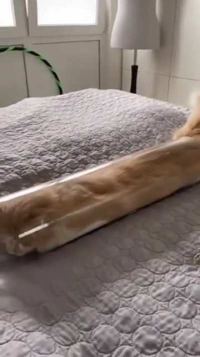 Tube boi