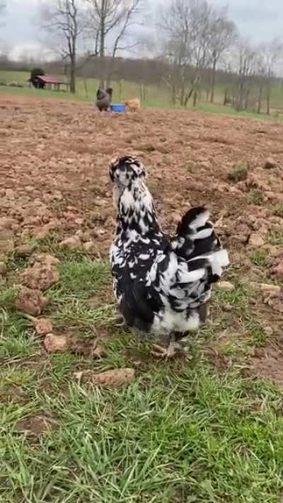 oops, i&rsquo;m sorry cookie