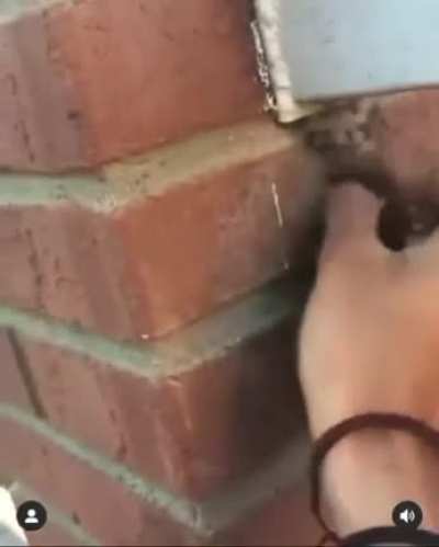 Is this actually safe to do to a nest of spiders? Putting your hand in it?!? Is that even a nest? I've had spiders on my hand of course. But not like this.
