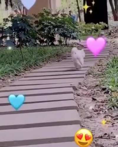 Cats_Rulez сегодня утром, после того как Laci Kay Sommers узнала и поприветствовала его в своей трансляции