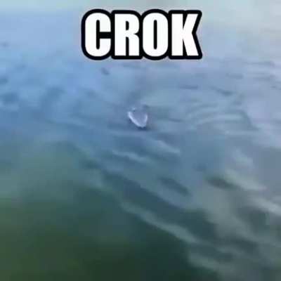 C R O K