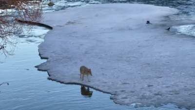 Coyote in Prince&rsquo;s island park today evening.