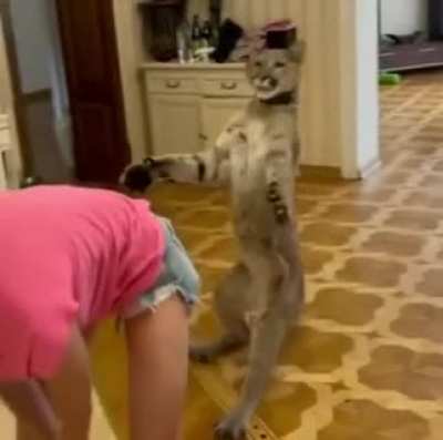 "Let me slap that a... OHHH NOOO DON'T MOVE!"