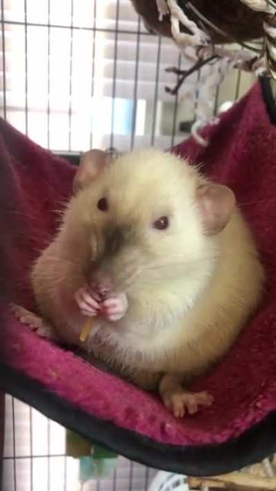 He loves spaghetti 😄