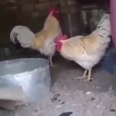 Chickan Jockey
