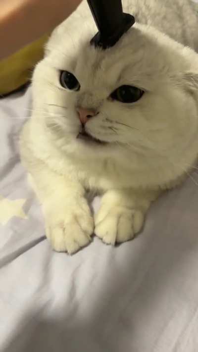 Does it hurt the cat?