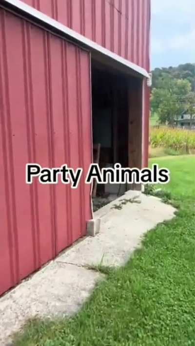 What a bunch of sheep