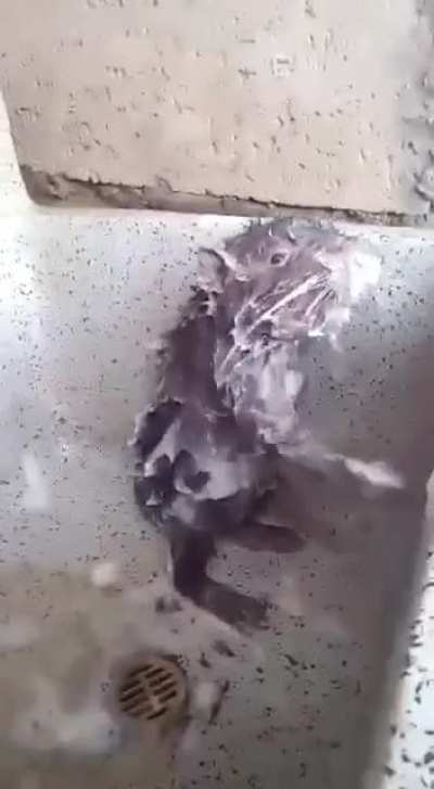 Ratatouille taking a shower 🚿