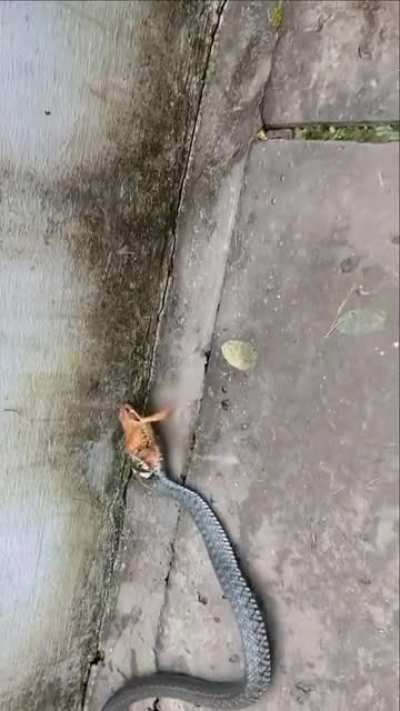 poor frog