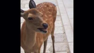 Screaming Deer