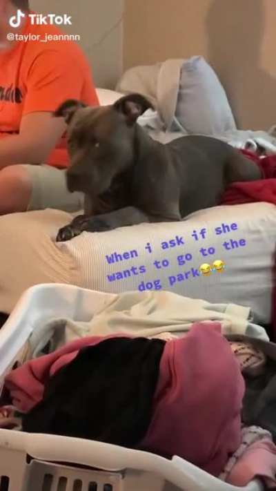 Dog...park?