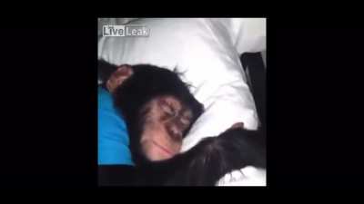 Fuck monkey monday, monkey everyday 🦧