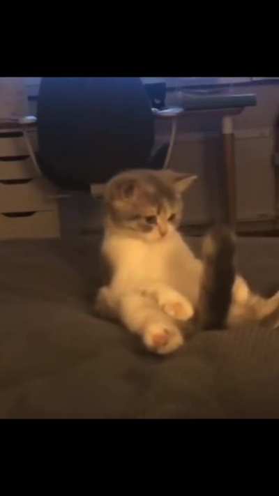 blursed kitty