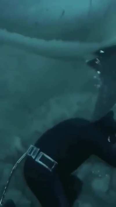A close encounter with a shark