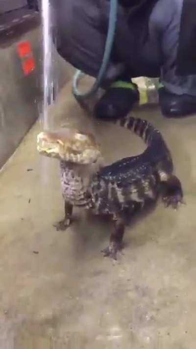 derp crocodile