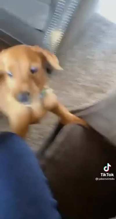 Puppy do what puppy want